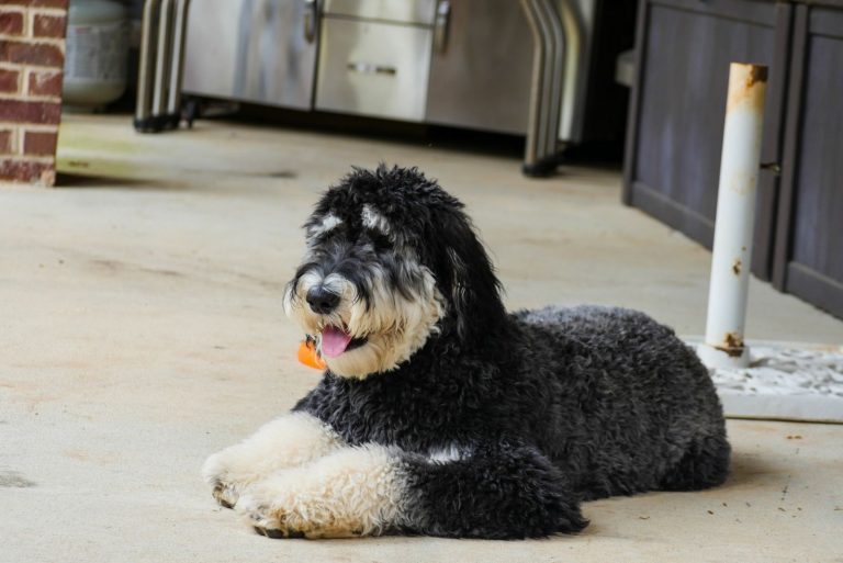 Phantom Labradoodles lie down and rest