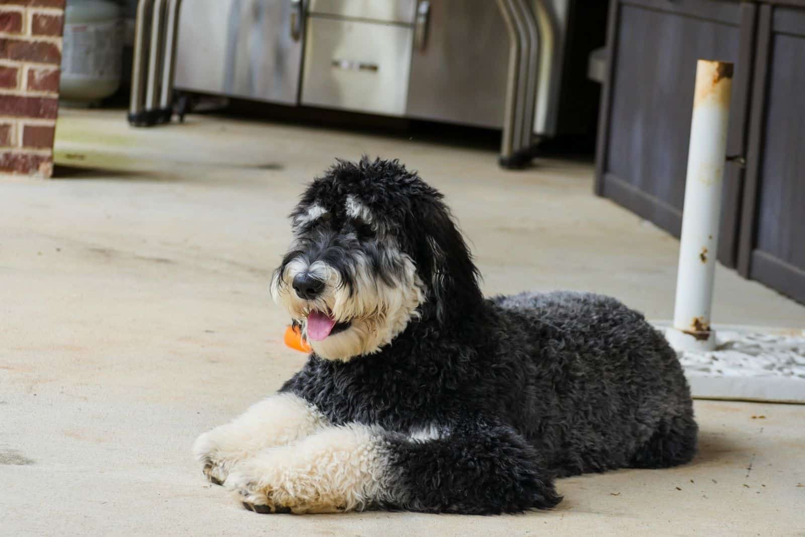 Are Phantom Labradoodles Real? Doodle’s Unique Coat Colors