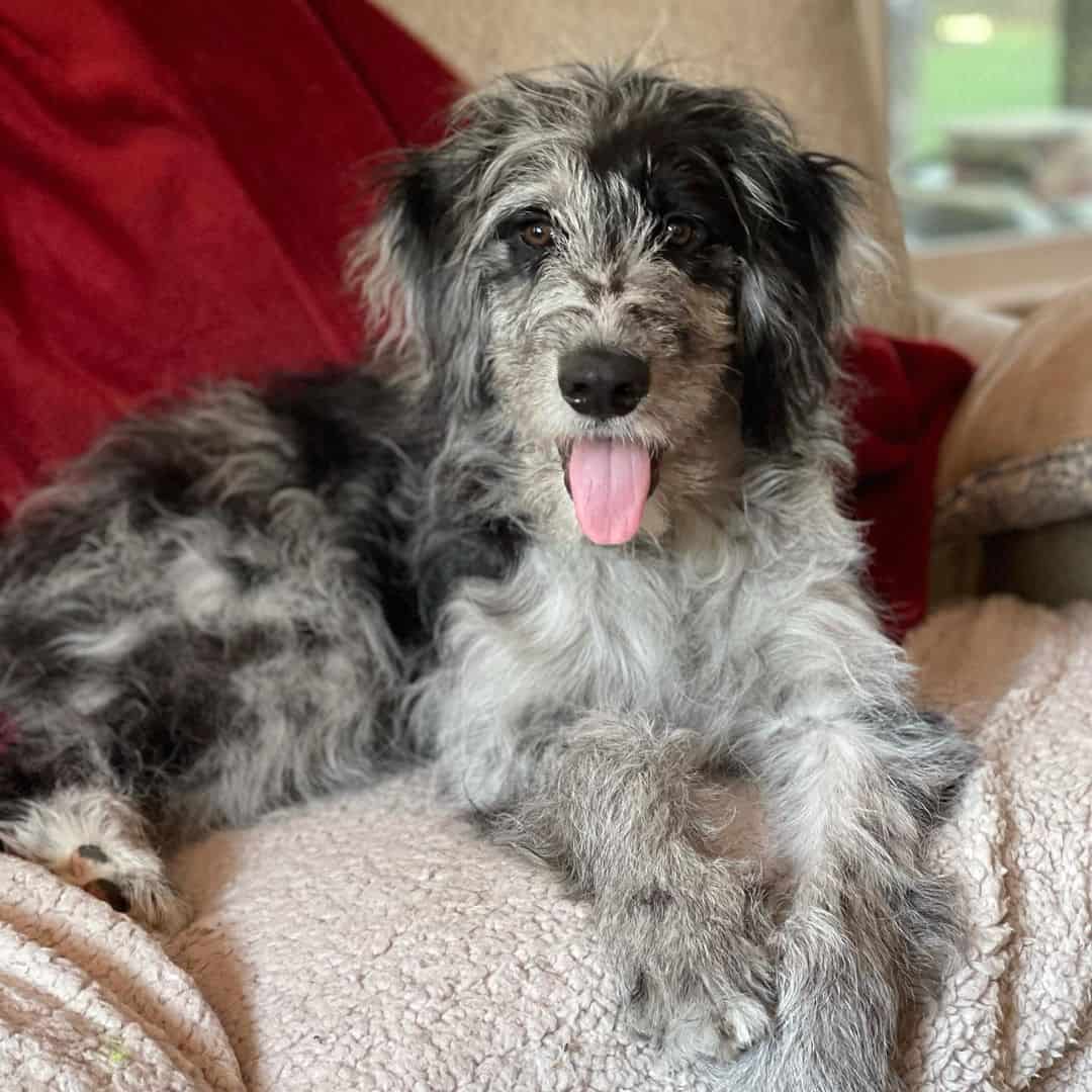 Aussiedoodle puppy lying on the couch