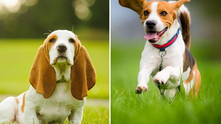 Basset Hound Vs. Beagle: Which One Is The Breed For You?