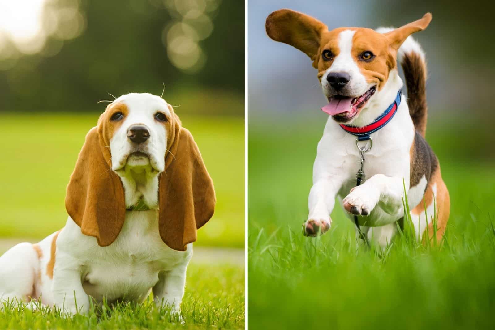 basset hound and beagle