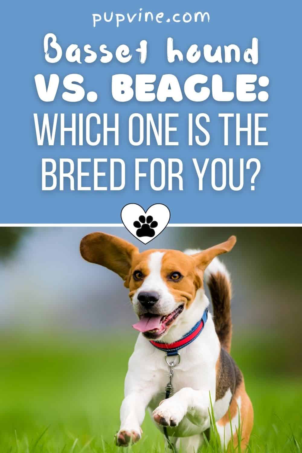 Basset Hound Vs. Beagle: Which One Is The Breed For You?