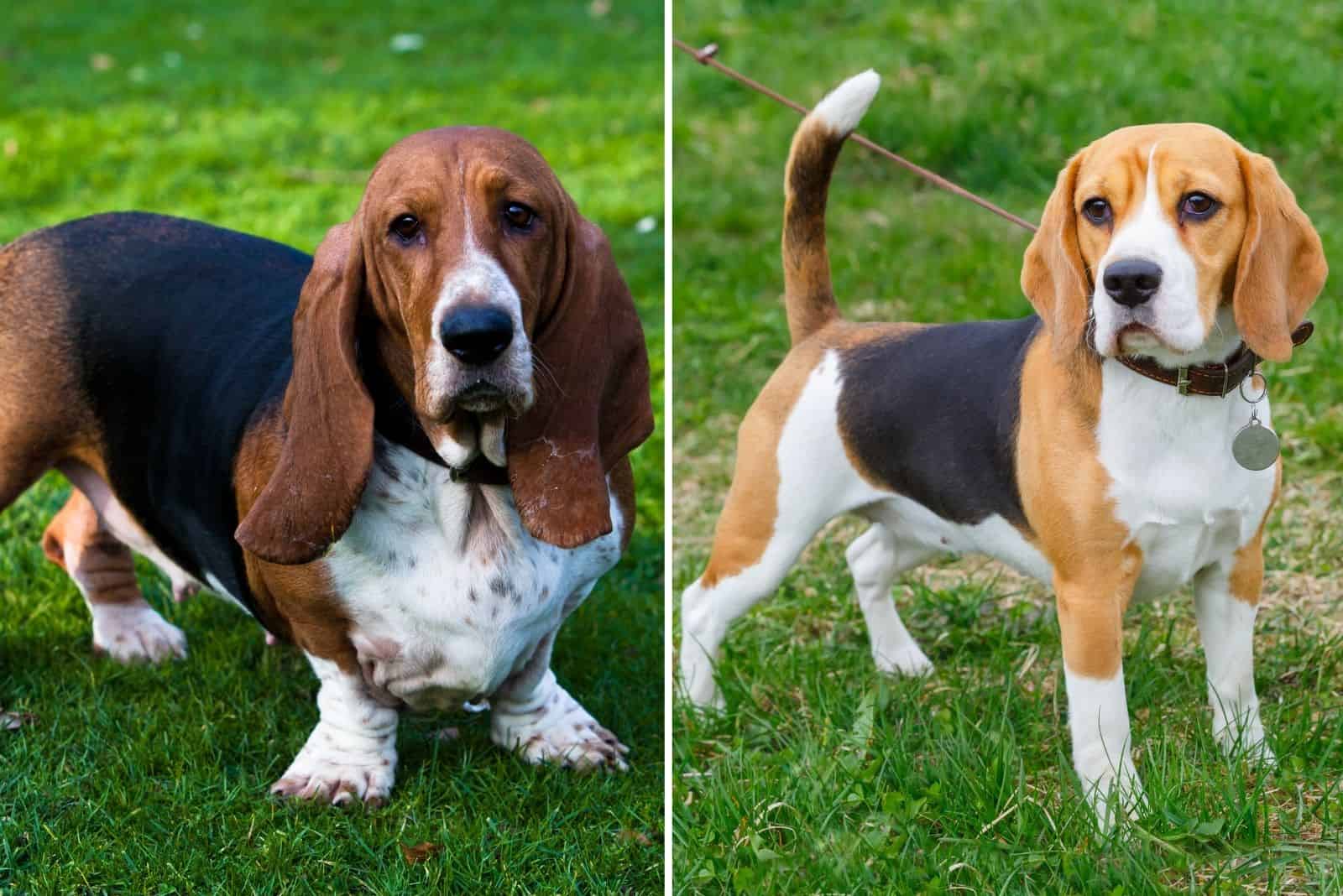 Basset Hound and Beagle