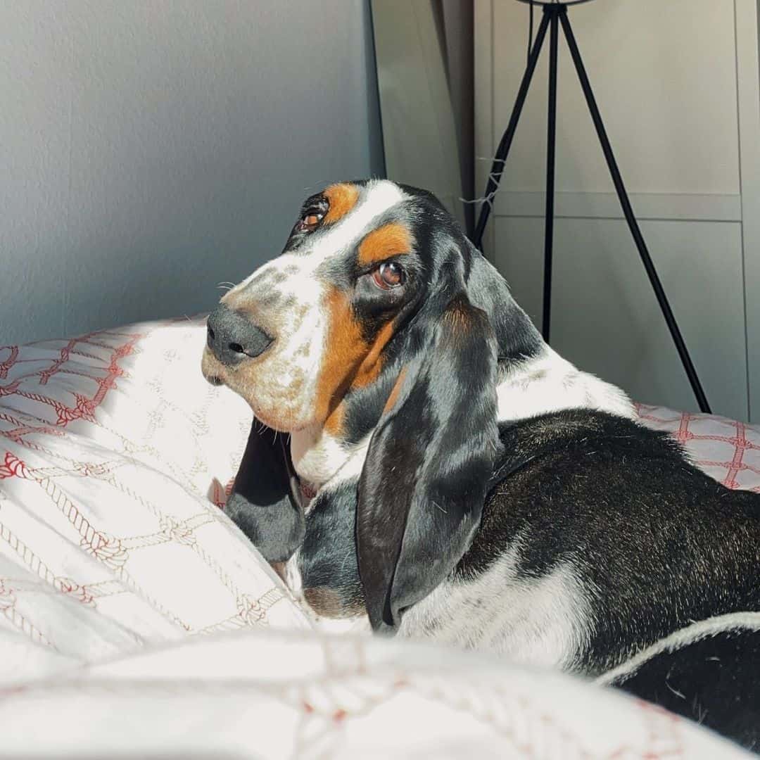 Basset Hound lying on the bed