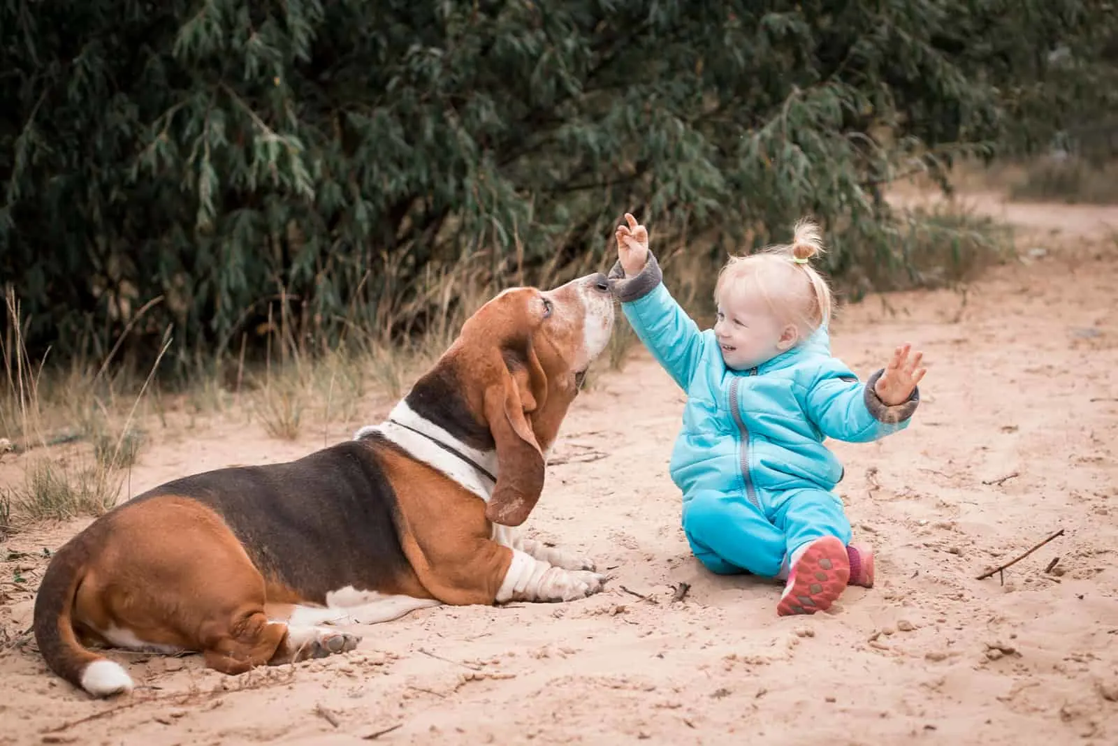 Basset Hound playing with kid outdoors