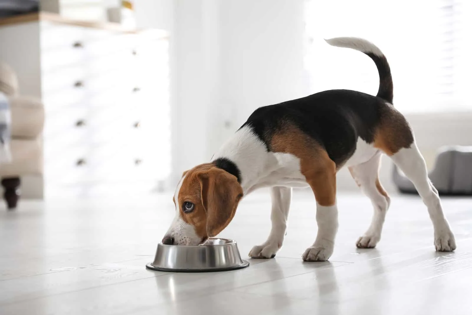 cute Beagle puppy eating at home