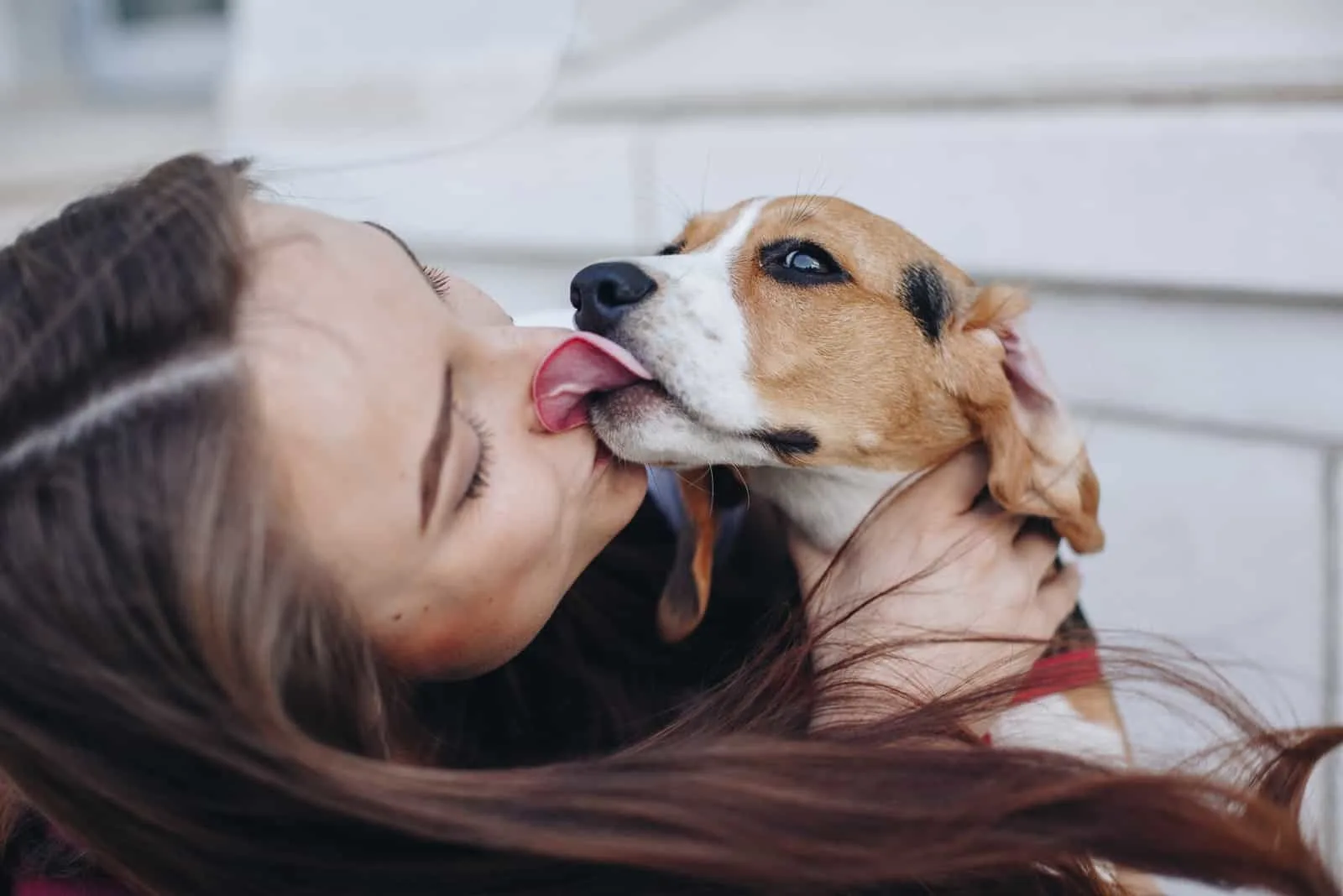 Beagle puppy licking with tongue young brunette girl
