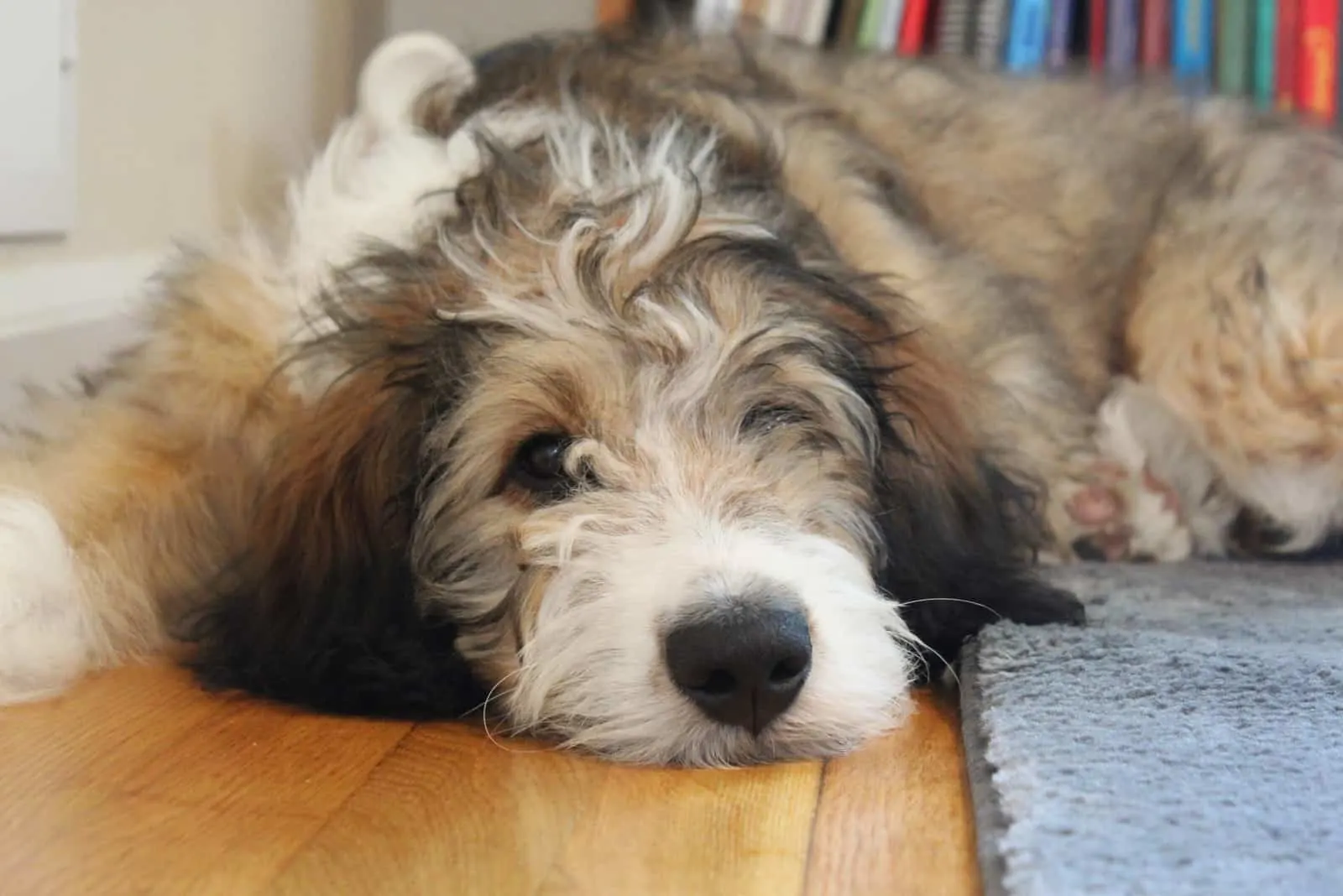 adorable Bernedoodle Puppy lying at home