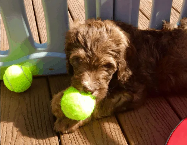 Bernedoodle holding a ball