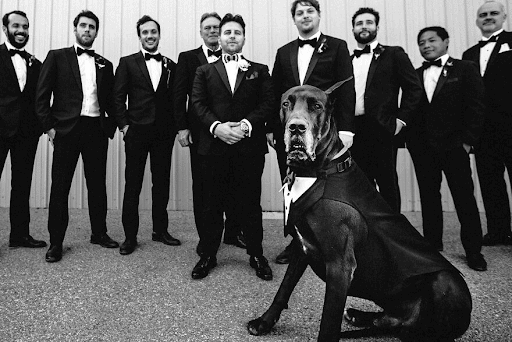 Best Dressed Pooches As Special Wedding Guests