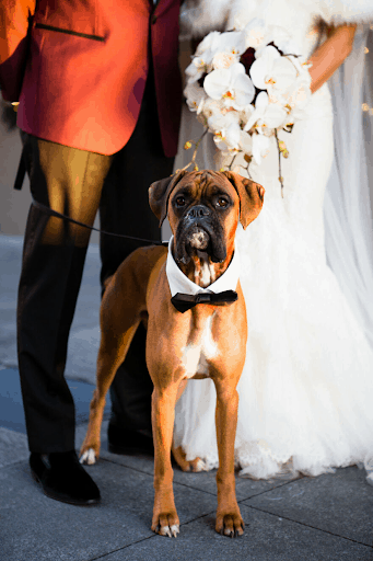 Best Dressed Pooches As Special Wedding Guests