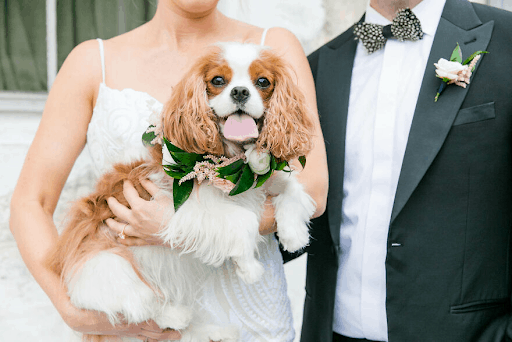 Best Dressed Pooches As Special Wedding Guests