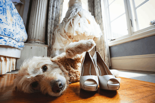 Best Dressed Pooches As Special Wedding Guests