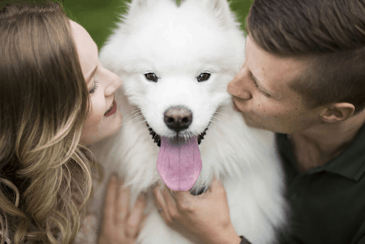 Best Dressed Pooches As Special Wedding Guests