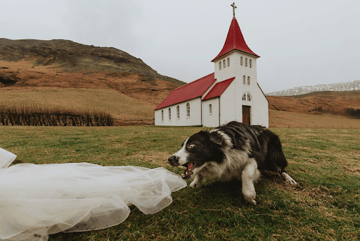 Best Dressed Pooches As Special Wedding Guests