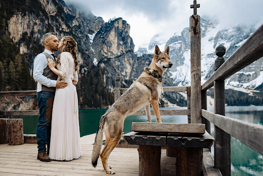 Best Dressed Pooches As Special Wedding Guests