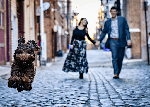 Best Dressed Pooches As Special Wedding Guests