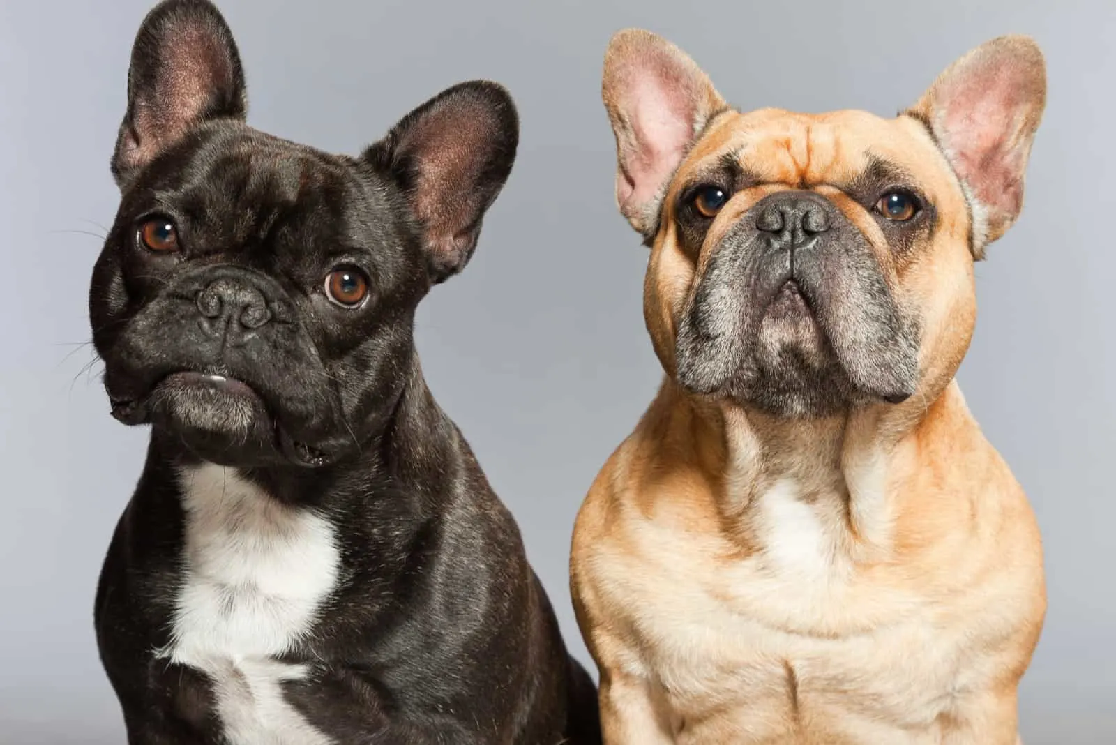 Black and brown french bulldogs together
