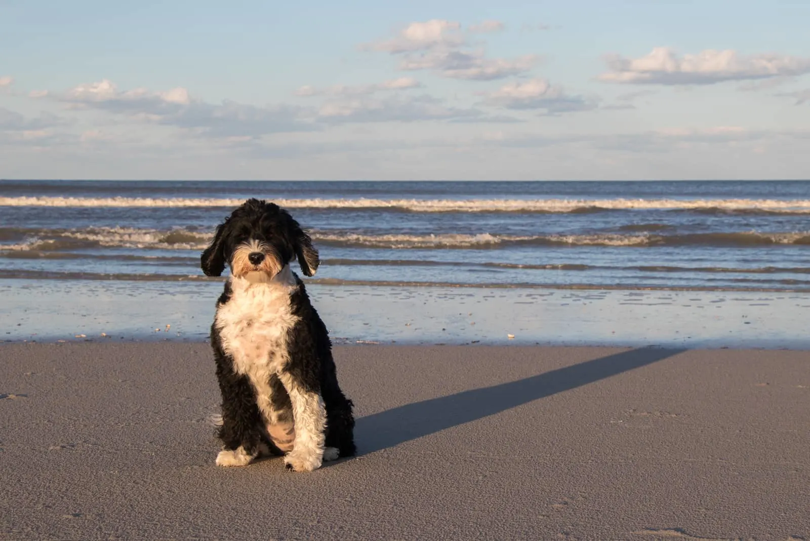 Black and white Portuguese Water Dog sitting on the beach