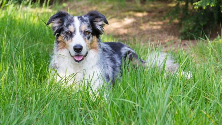 Blue Merle Border Collie – What You Need To Know