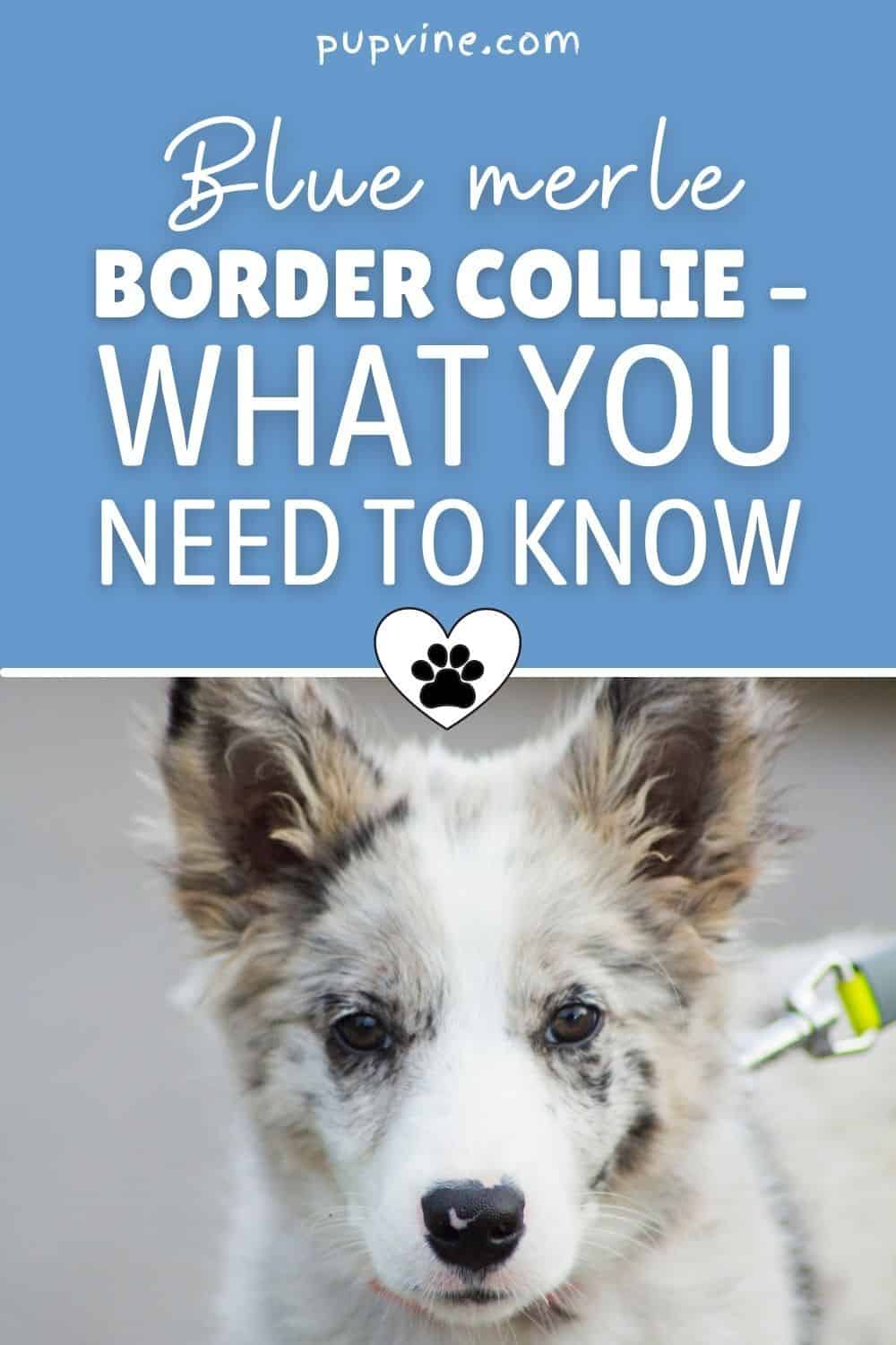 Blue Merle Border Collie – What You Need To Know