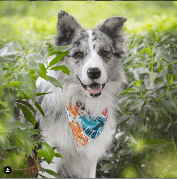 Blue Merle Border Collie outside