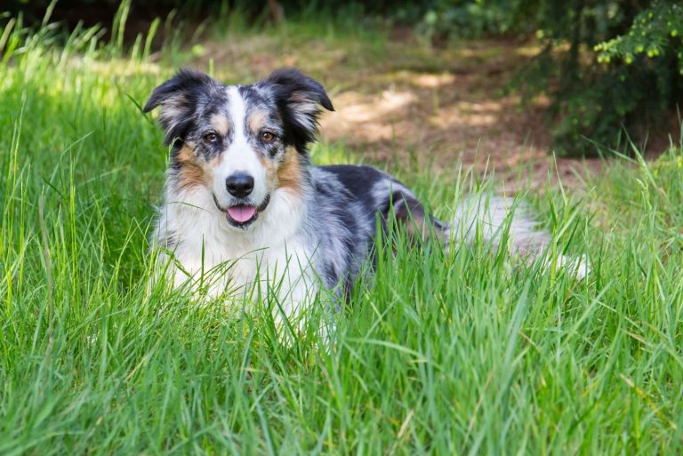 blue merle border collie sitting on the grasses