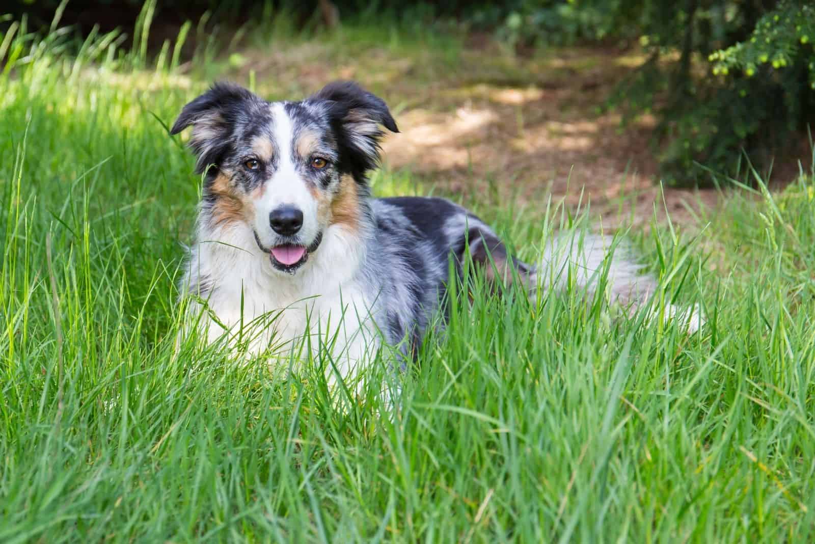 Blue Border Collie - wide 3