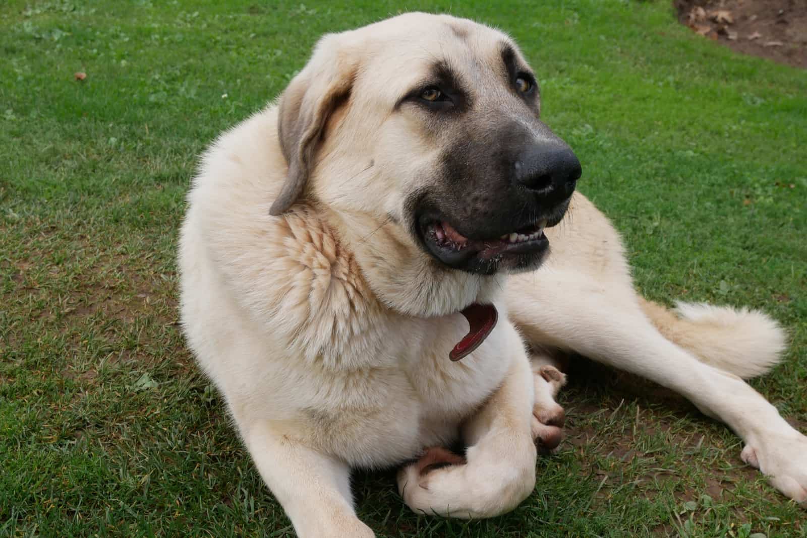 The German Shepherd Mastiff Mix: The Secret Behind The Amazing Giant