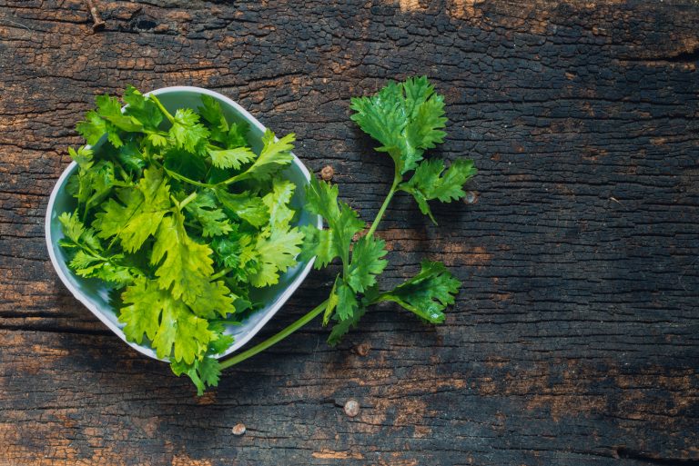 fresh green cilantro on wooden background