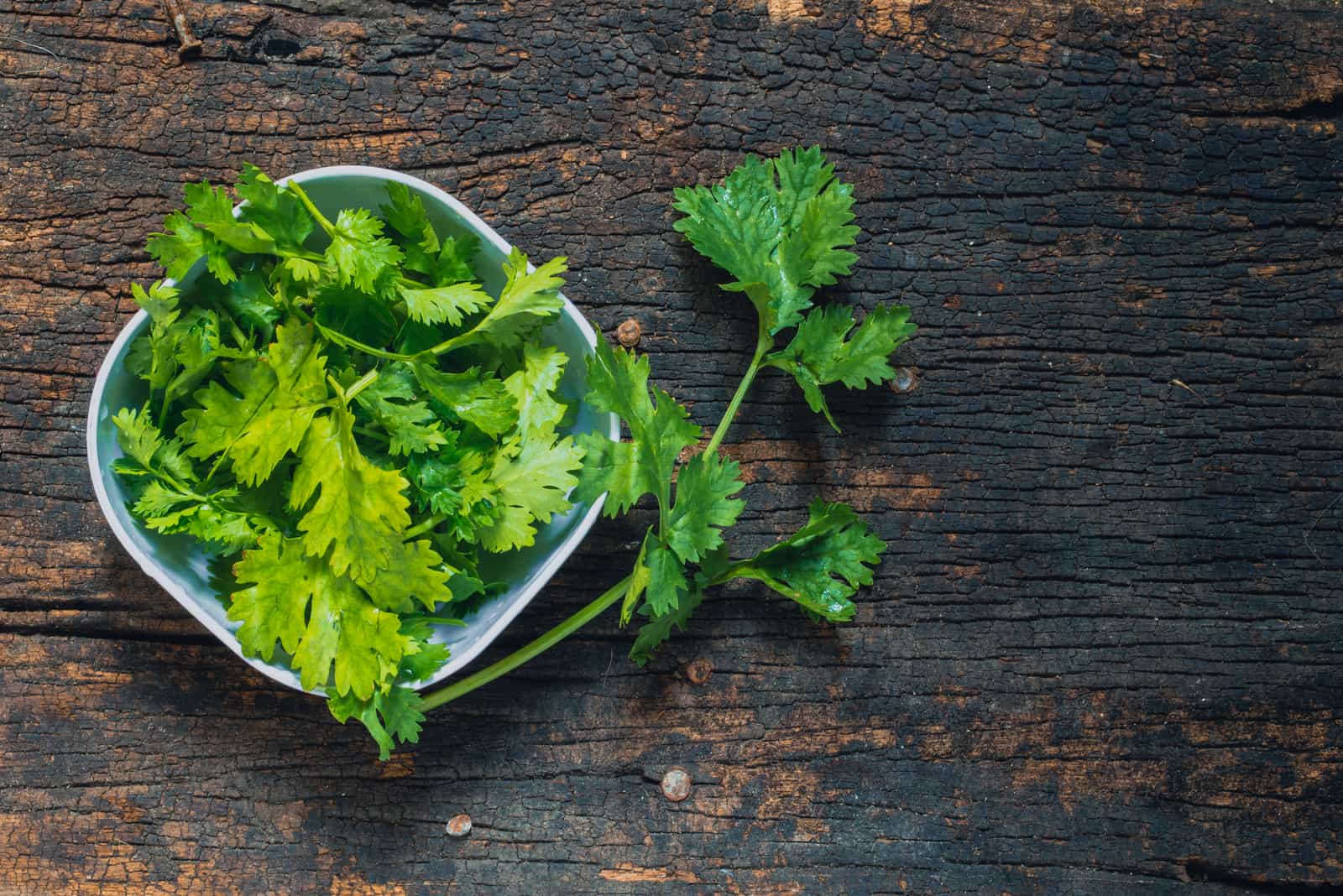Can Dogs Eat Cilantro? How Does Coriander Affect Your Dog?