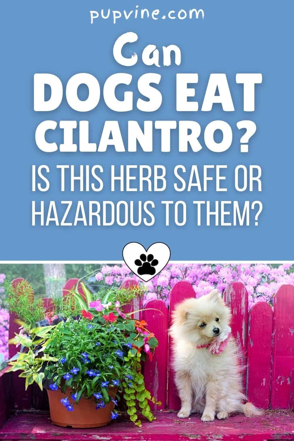 Can Dogs Eat Cilantro? Is This Herb Safe Or Hazardous To Them?