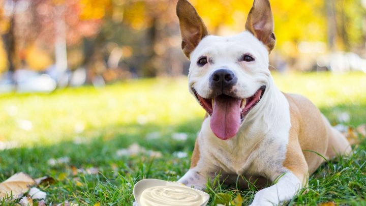Can Dogs Eat Sour Cream? The Truth About This Dairy Product