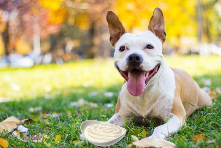 dog sitting outdoors with a bowl of sour cream in front