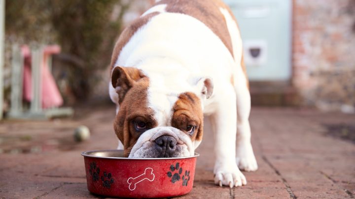 Can Dogs Eat Spam? The Truth About Salty Foods And Dogs