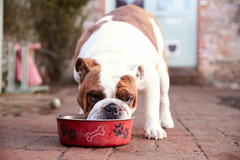 an English bulldog eats from a bowl
