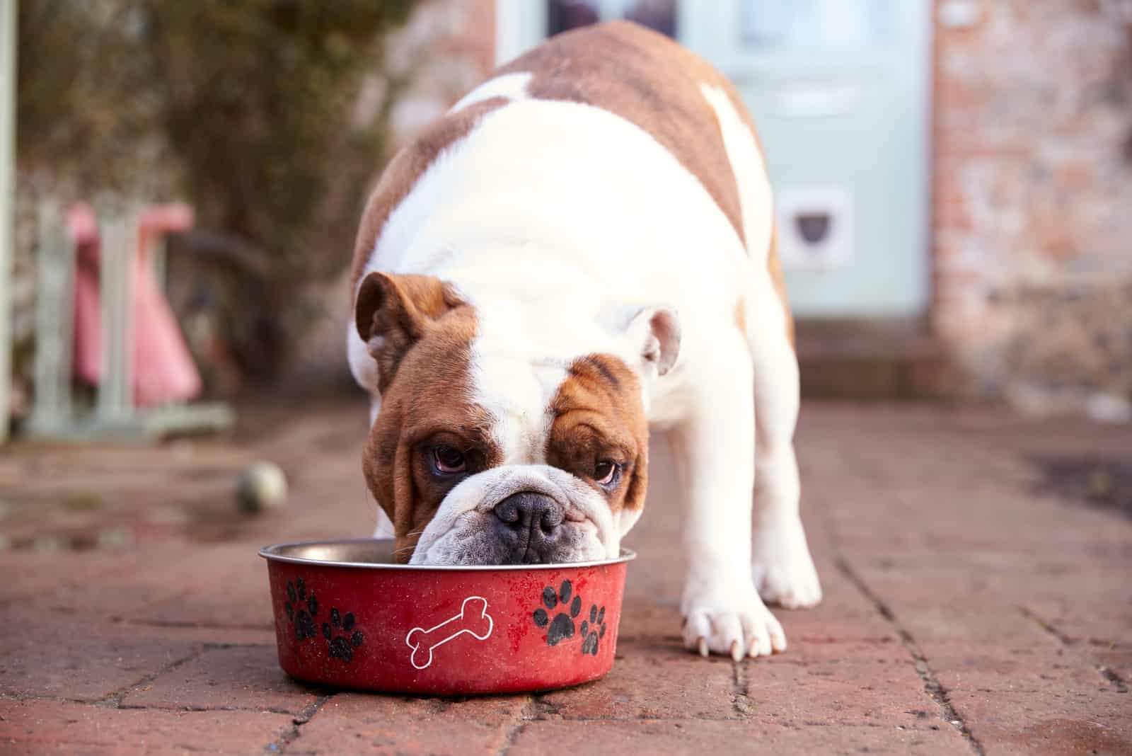 Can Dogs Eat Spam? The Truth About Salty Foods And Dogs