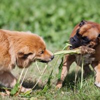 two dogs fighting about a turnip leaf