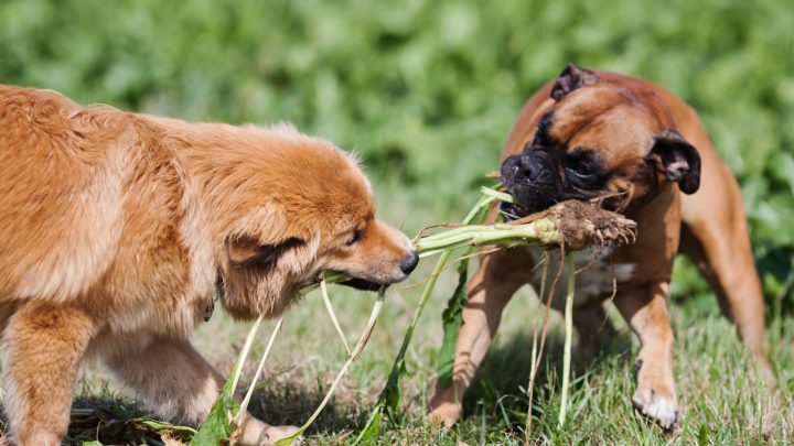 Can Dogs Eat Turnips? Finding Safe Veggies For Your Dog