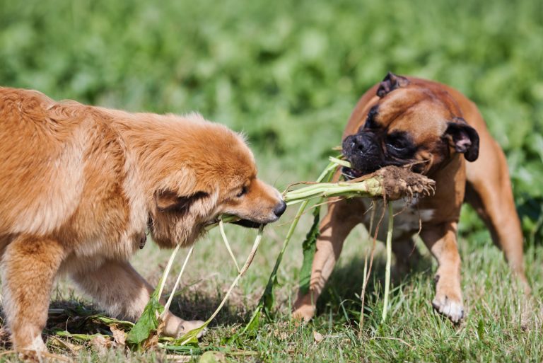 two dogs fighting about a turnip leaf