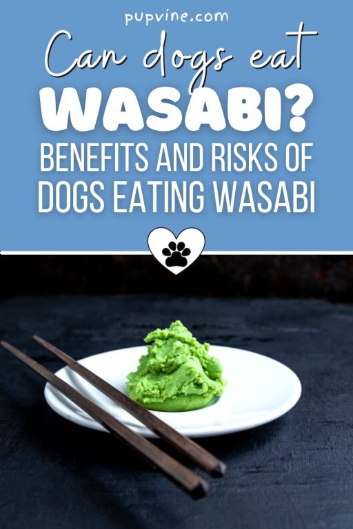 Can Dogs Eat Wasabi Benefits And Risks Of Dogs Eating Wasabi