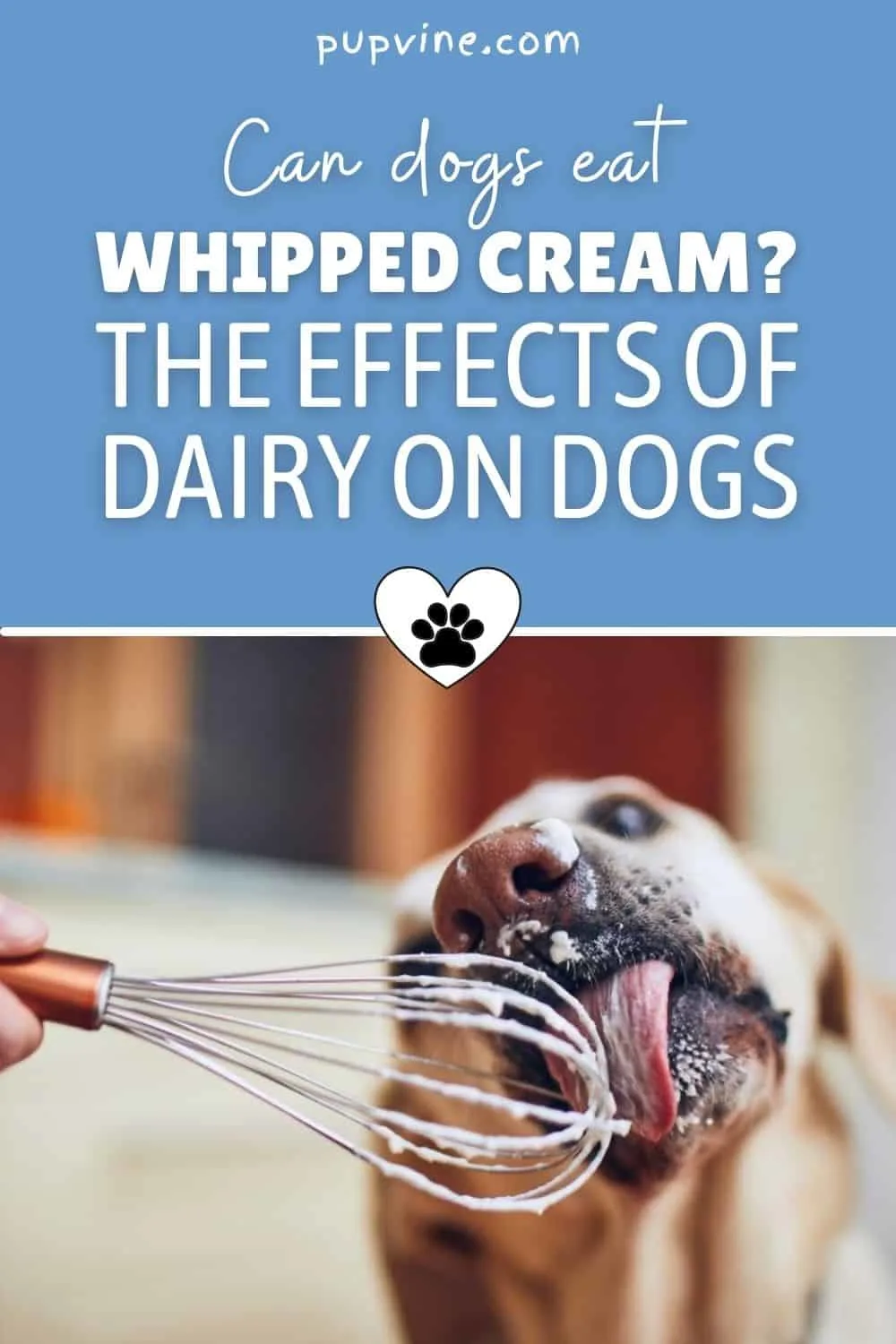 Can Dogs Eat Whipped Cream? The Effects Of Dairy On Dogs