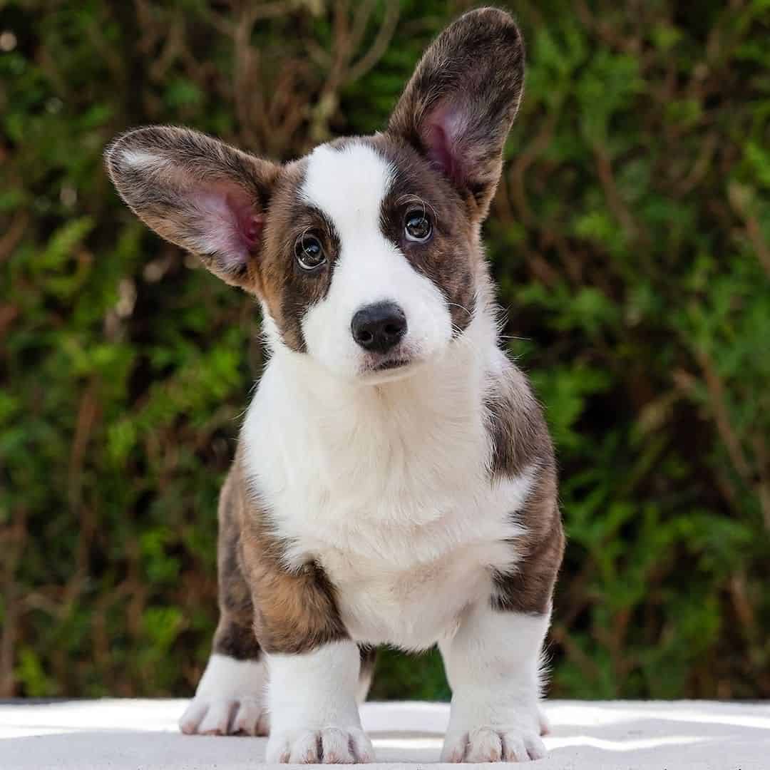 Cardigan Corgi standing outside