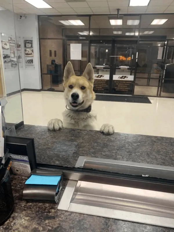 cute dog named chico