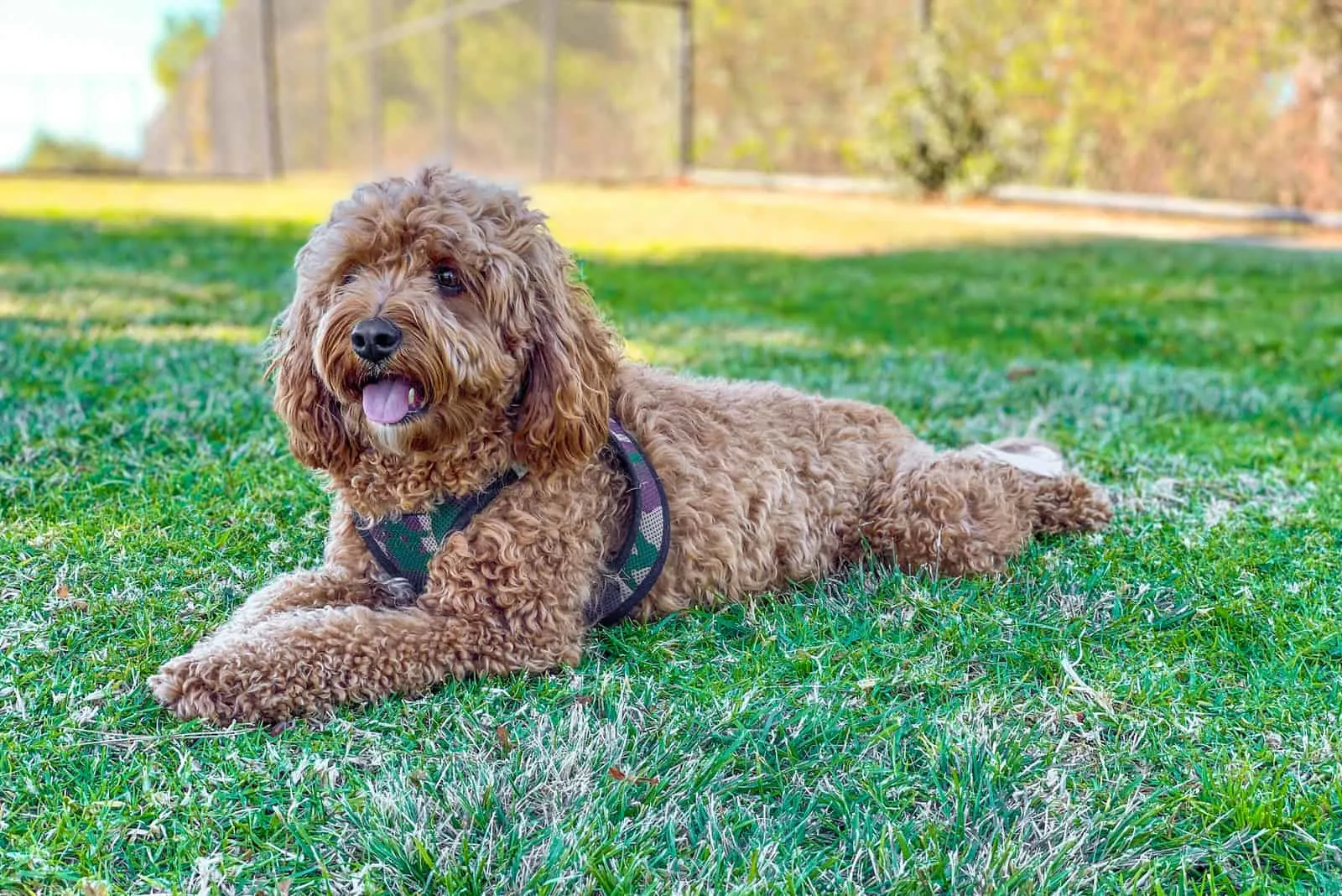 Cavapoo dog in the park, mixed -breed of Cavalier King Charles Spaniel and Poodle