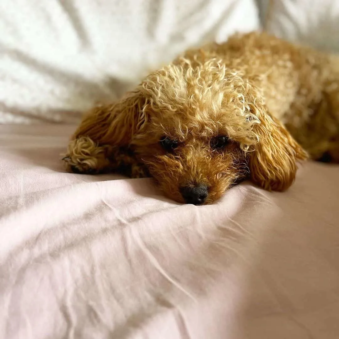 Cavapoo dog lying on the bed