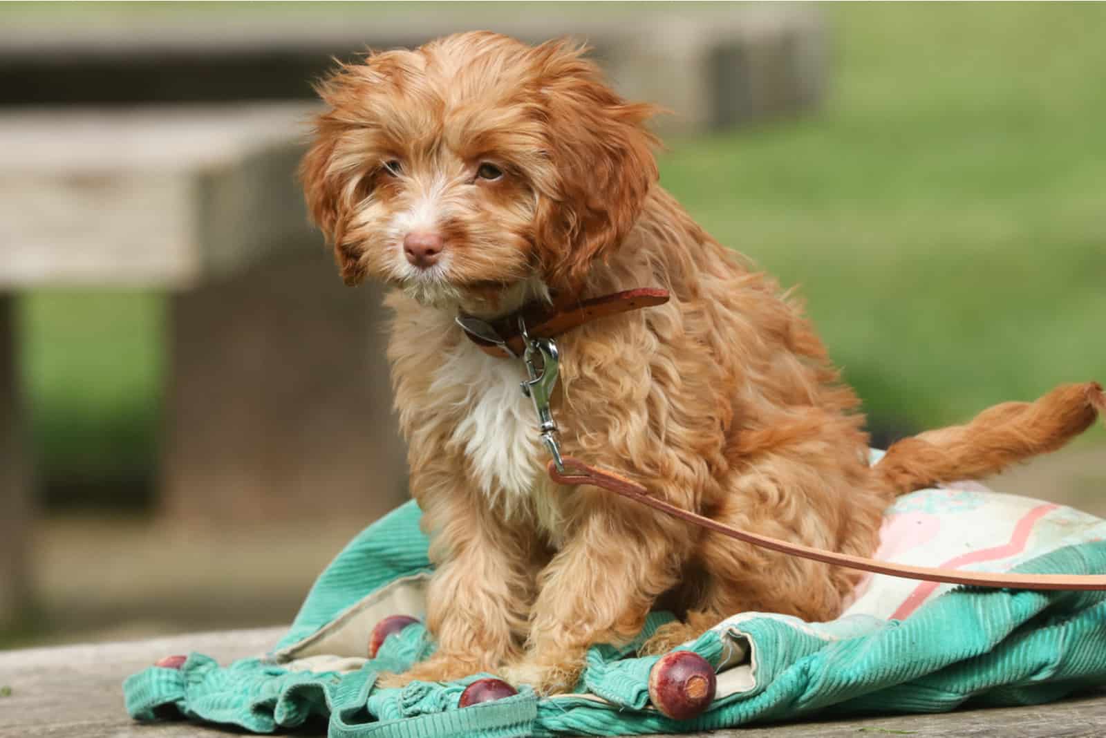 Cavapoo puppy outdoors