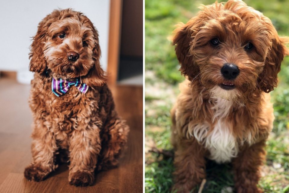 Cavapoo Vs Cockapoo Which Poodle Mix Is A Better Choice For You Cavapoo Vs Cockapoo Which Poodle Mix Is A Better Choice For You