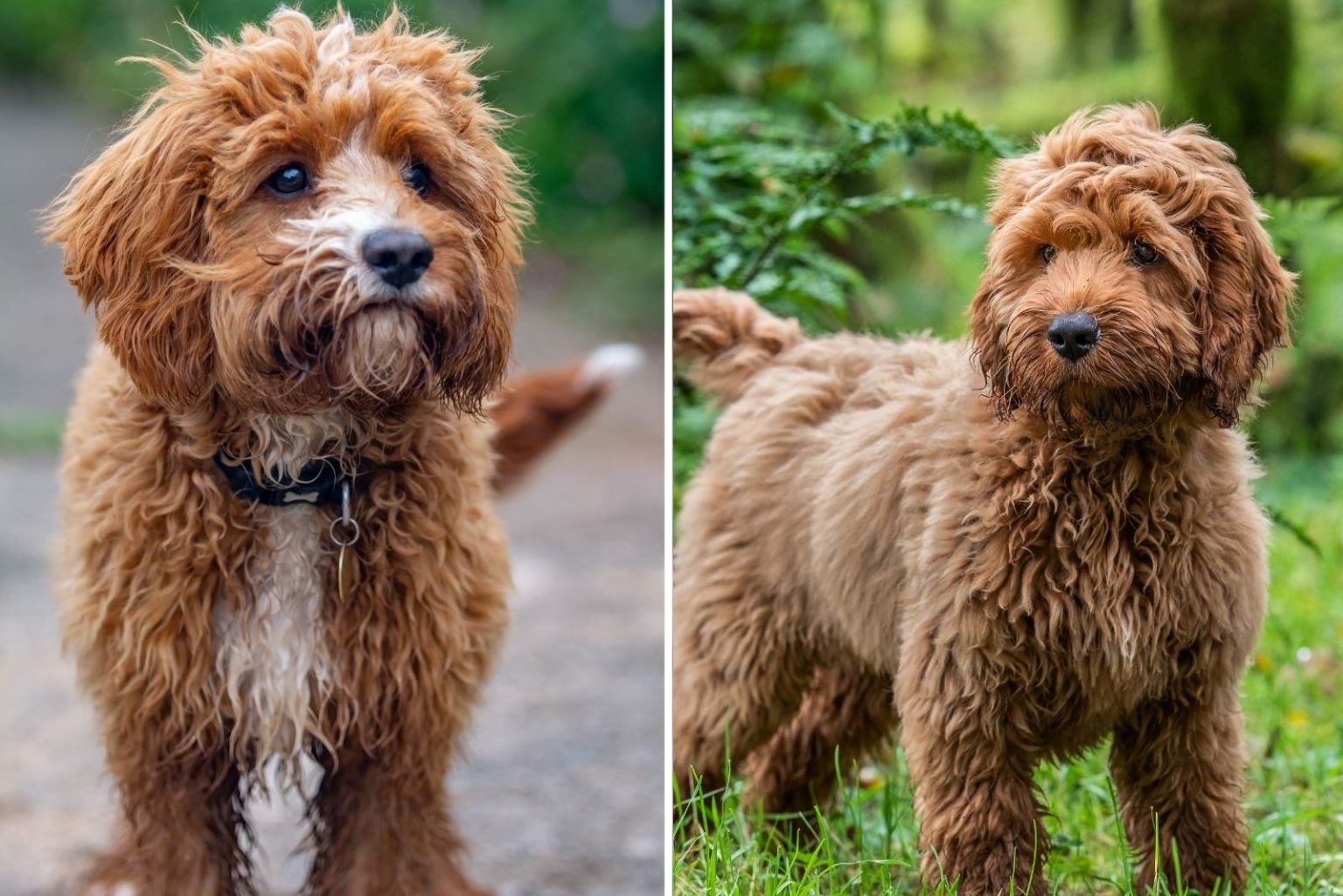 Cavapoo Vs Cockapoo Which Mix Is A Better Choice For You?