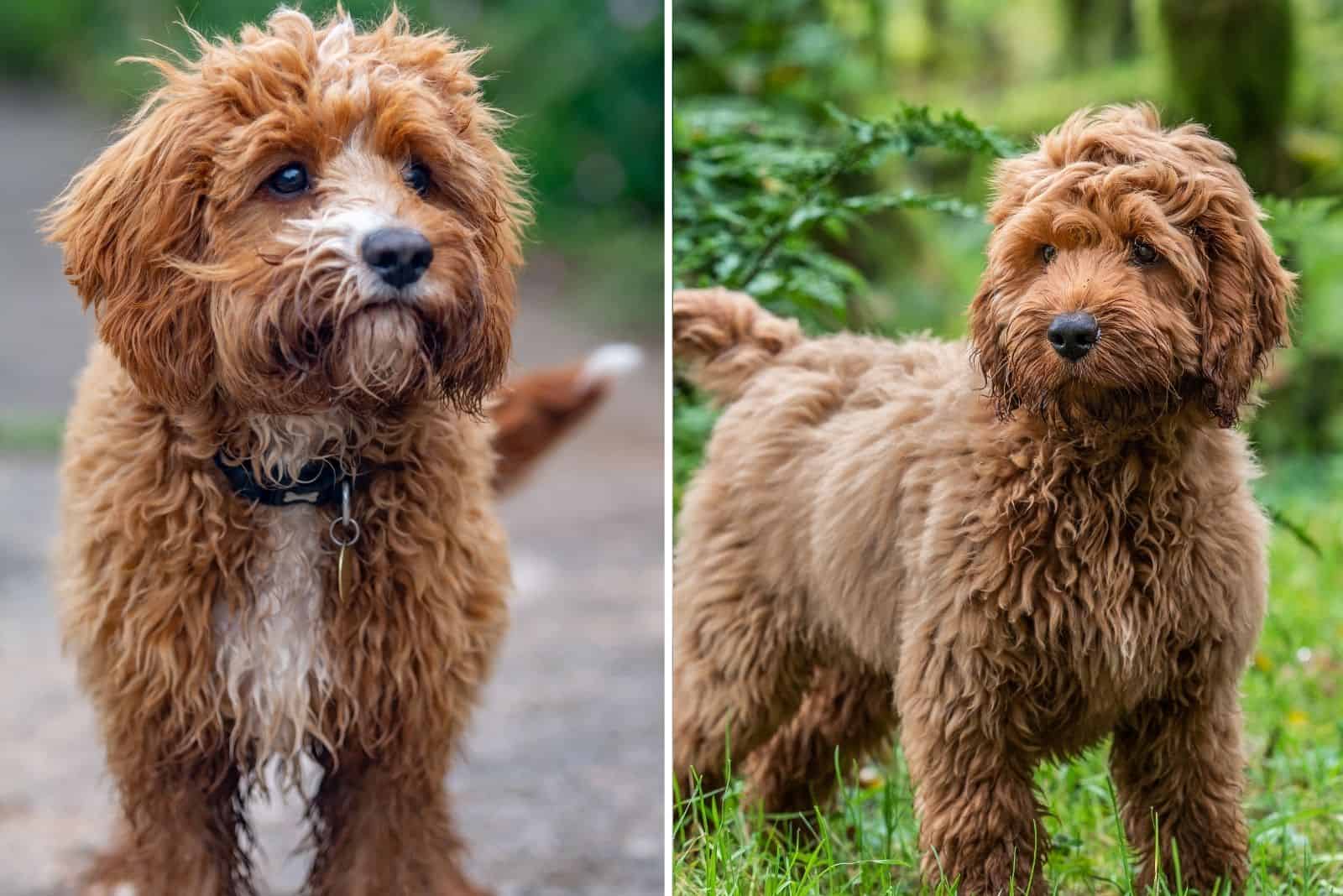 Cavapoo vs Cockapoo